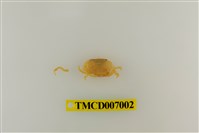 藏品(礁石假團扇蟹)的圖片